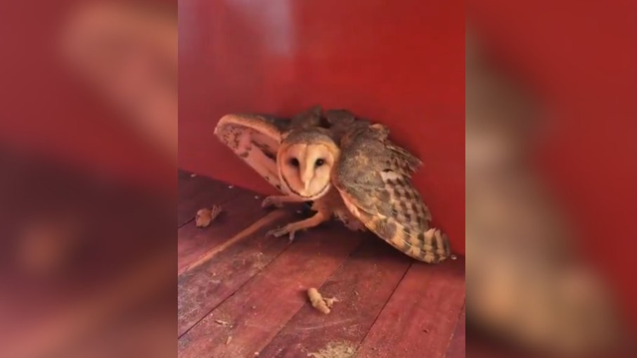 Bombeiros resgatam coruja-da-igreja em rodoviária Bombeiros resgatam coruja-da-igreja em rodoviária