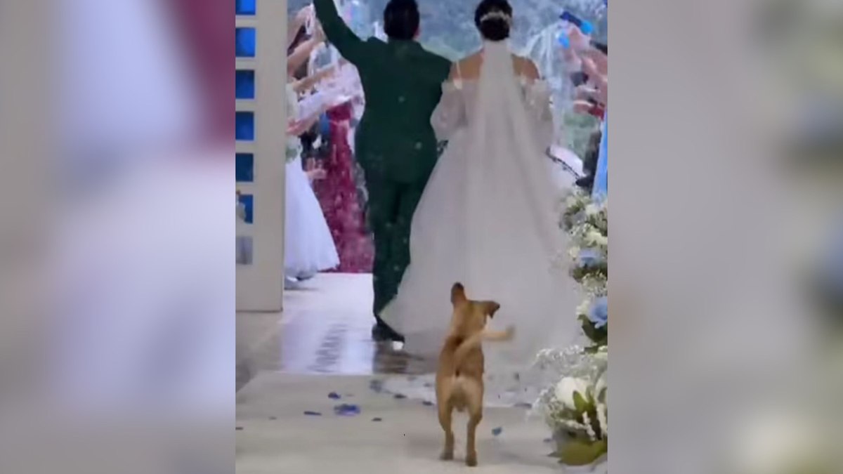 Cachorro caramelo invade casamento e brinca com vestido da noiva Cachorro caramelo invade casamento e brinca com vestido da noiva