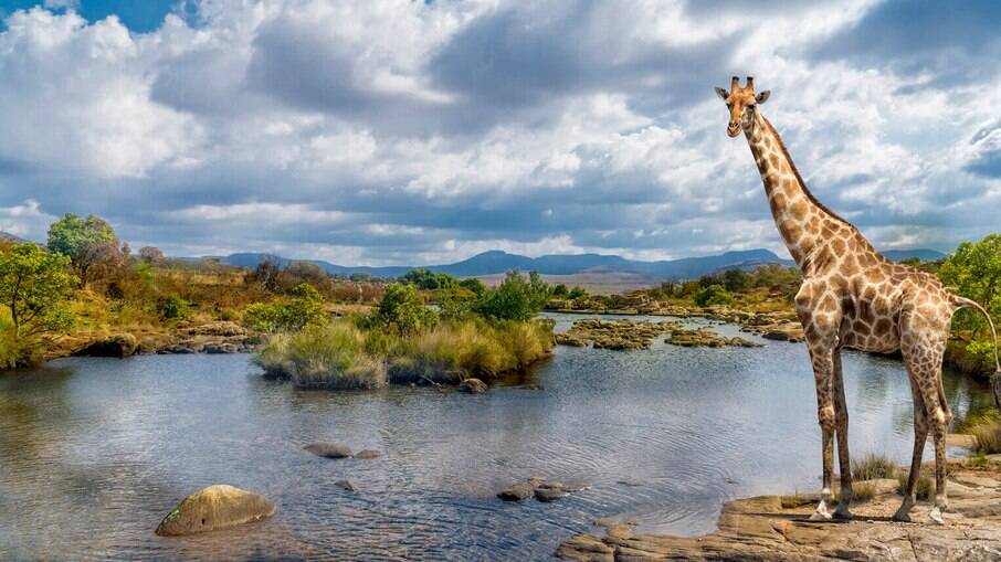 Kruger National Park é uma boa opção de safari para quem quer conhecer os 