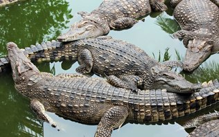 Flórida: período de reprodução de jacarés deixa cidades
em alerta