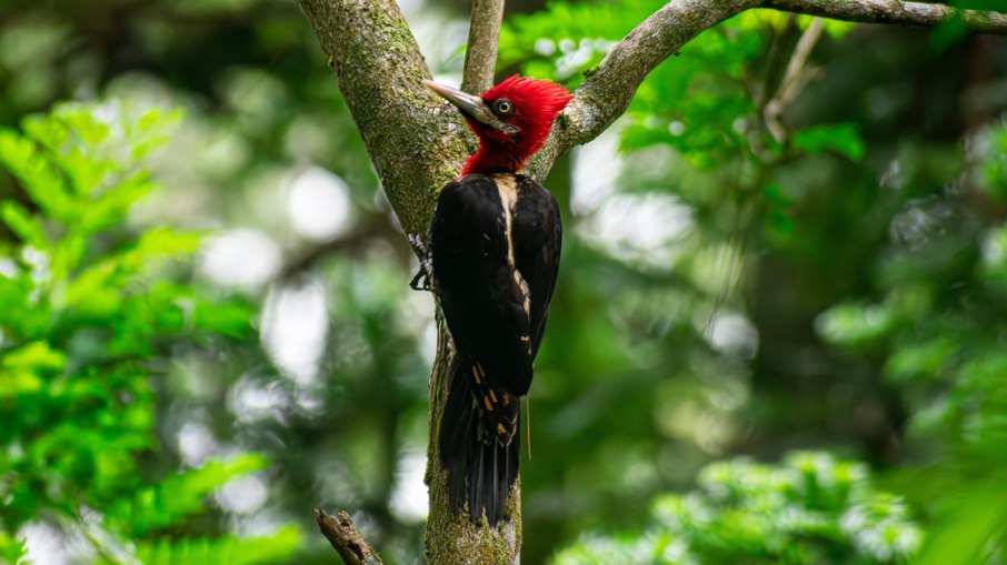 Passarinho no Parque Estadual da Serra do Mar - São Paulo