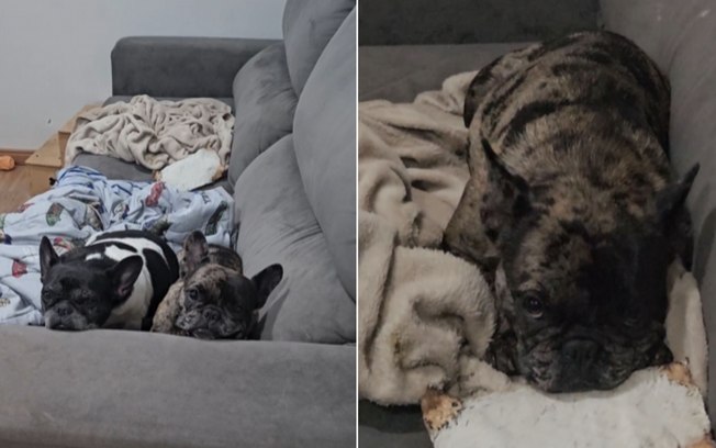 Bulldog tenta escapar do banho e deixa companheira na berlinda 35y65b5lv0zgt86b79vjdl2n4