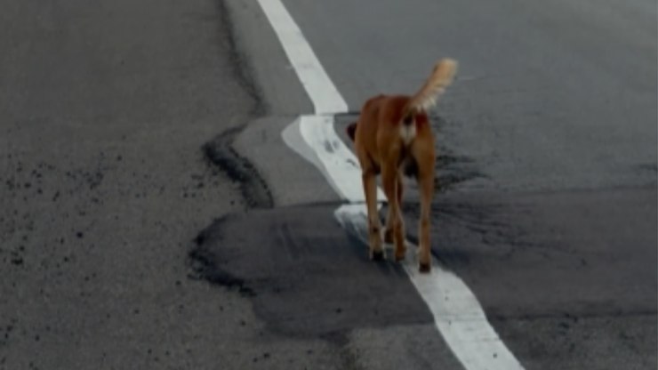 Caramelo perfeccionista só faz caminhada sobre linha da rodovia