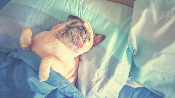 Cachorro sonâmbulo existe? Saiba se o seu pet tem o fenômeno do sono