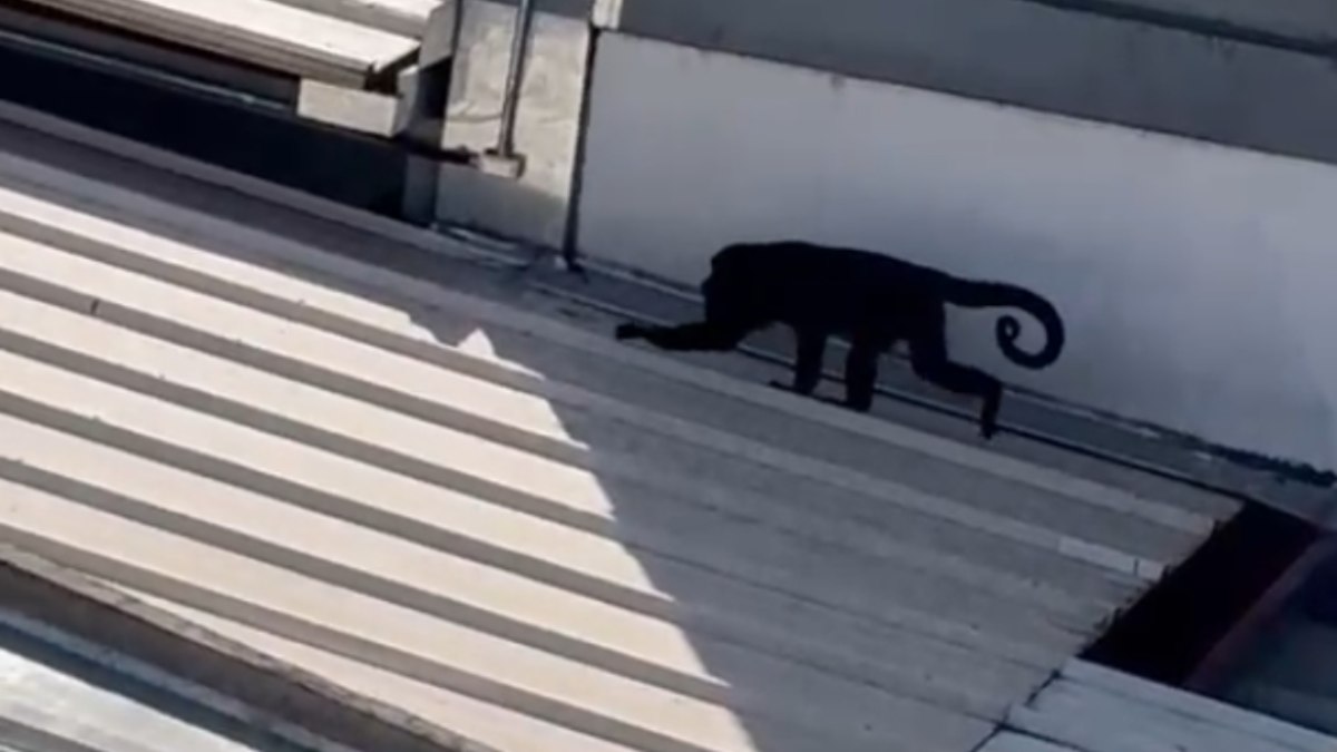 Bugio com pata fraturada é resgatado em Goiânia