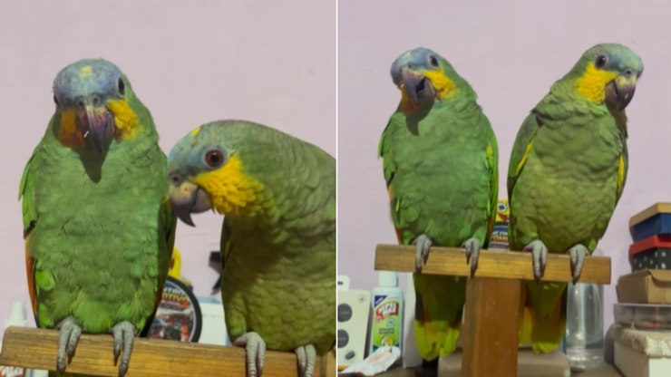 Papagaios aparecem com bico roxo após aprontarem em casa