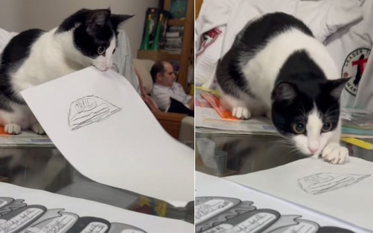 Gata interrompe estudo da tutora e tenta destruir lição de casa