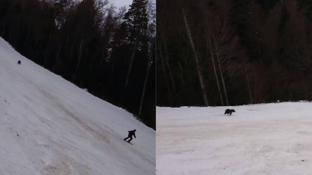 Urso persegue esquiador na Romênia, que escapa de ataque por pouco; assista