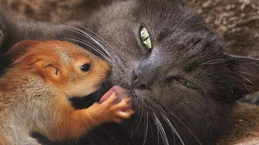 A relação de amor entre Pusha e os filhotes de esquilo viralizou em vídeo na internet