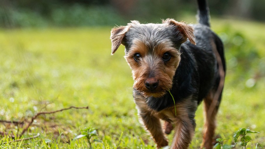 Por que o cão abana o rabo? Nem sempre é alegria Por que o cão abana o rabo? Nem sempre é alegria