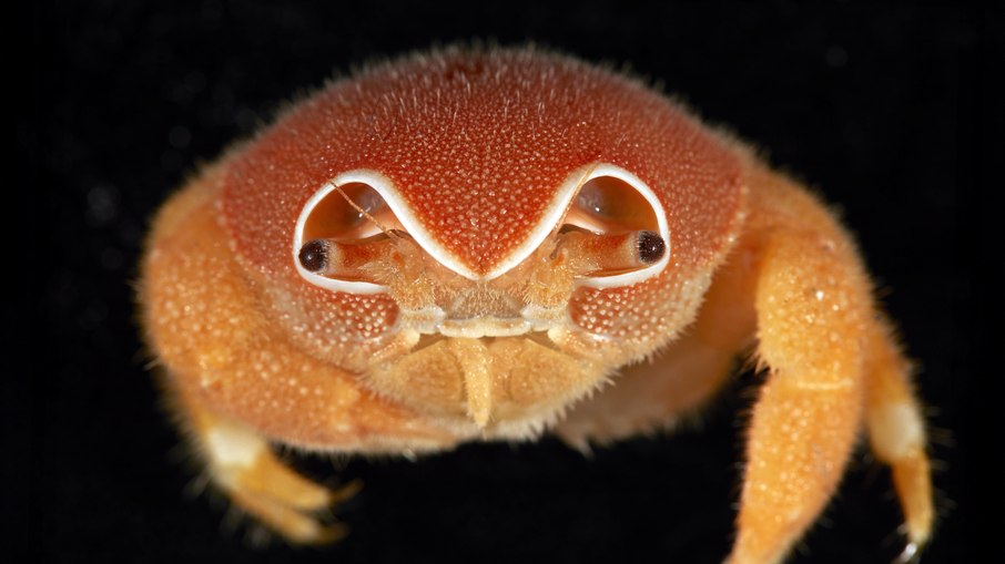 Caranguejo-esponja (Sphaerodromia brizops) coletado no Monte Submarino Muirfield antes conhecido apenas no Oceano Índico Ocidental Caranguejo-esponja (Sphaerodromia brizops) coletado no Monte Submarino Muirfield antes conhecido apenas no Oceano Índico Ocidental