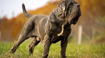 Mastim Napolitano é um dos cães mais antigos do mundo; conheça