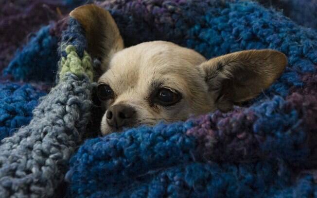 Chihuahuas são muito sensíveis ao frio 