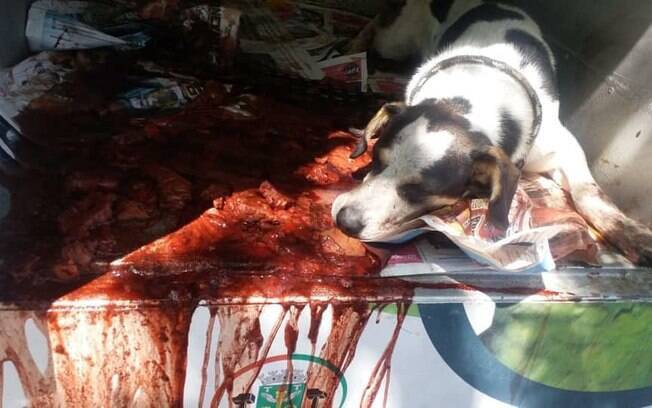 Funcionário do Carrefour teria espancado e envenenado cachorro, que não resistiu aos ferimentos e faleceu. Foto: Reprodução Facebook