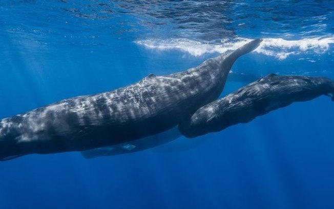 Alfabeto fonético das cachalotes é incrivelmente parecido com o nosso