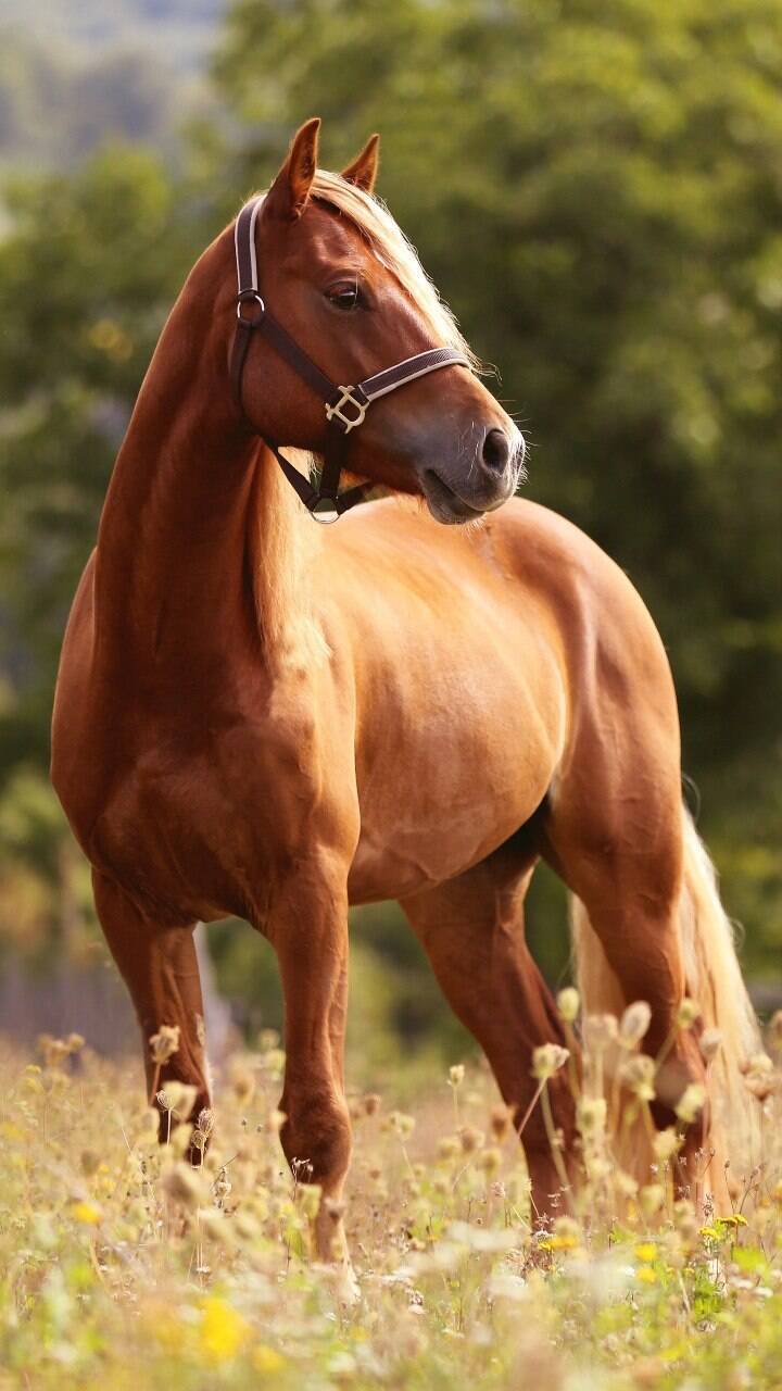 10 curiosidades fascinantes sobre os cavalos, Guia de Bichos