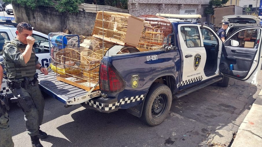 A autoridade de plantão lavrou boletim de ocorrência com base no artigo 29 da lei 9.605/98.