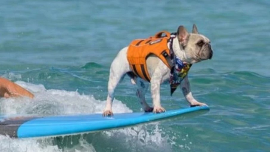 Conheça Dale, o cão que surfou em Conheça Dale, o cão que surfou em