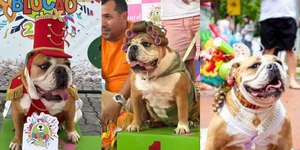 Buldogue influencer é tri em concurso de fantasias de Carnaval