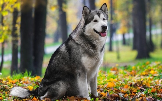 9 diferenças entre as raças husky siberiano e malamute do Alasca