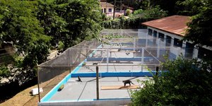 Polícia apura se há maus-tratos no Bem-Estar Animal de Campinas