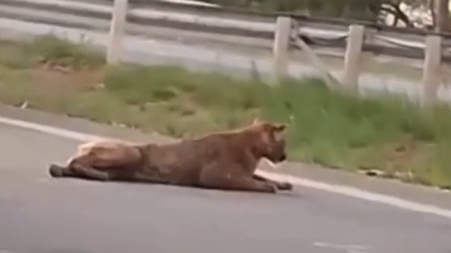 Onça-parda foi vista deitada na Rodovia Cornélio Pires (SP-127), em Piracicaba (SP)