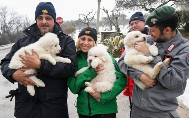 Filhotes de cachorros são resgatados na Itália.