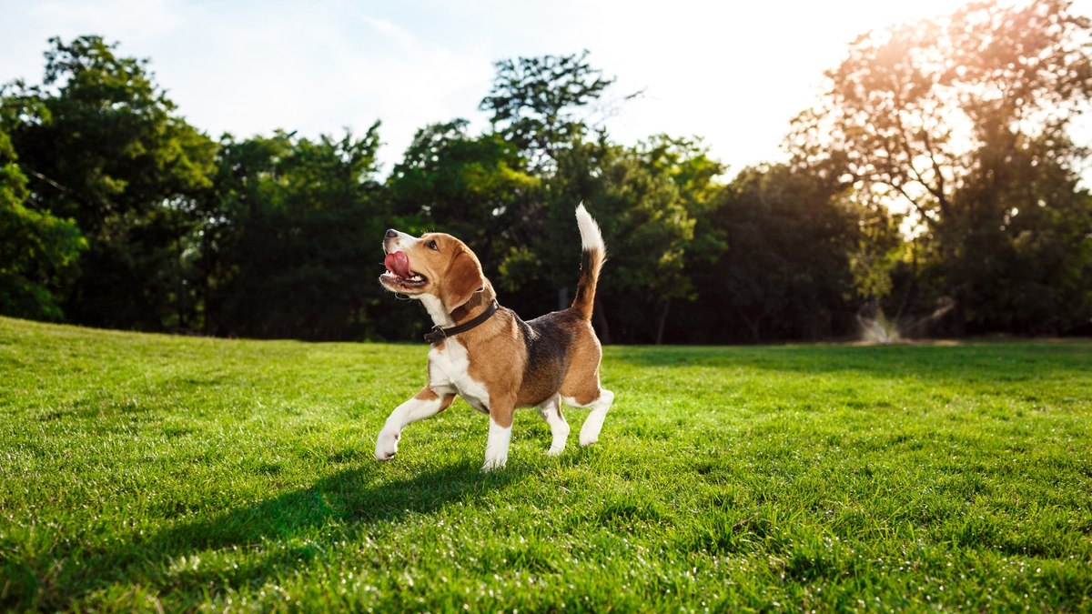 Primavera segura: plantas que fazem bem ou mal aos pets
