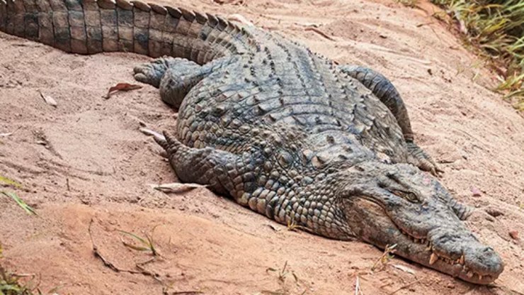 Crocodilo%20%C3%A9%20batizado%20de%20%22Osama%22%20ap%C3%B3s%20comer%2080%20pessoas