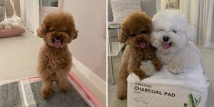 Cachorrinhos fazem caretas e viralizam com fotos cheias de charme