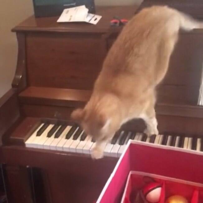 Hilário! Gato com pânico de piano viraliza no Tiktok