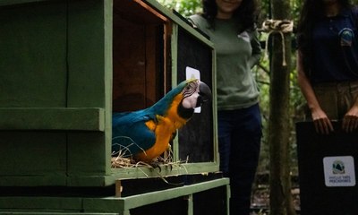 Araras-canindés voltam à floresta após dois séculos de extinção