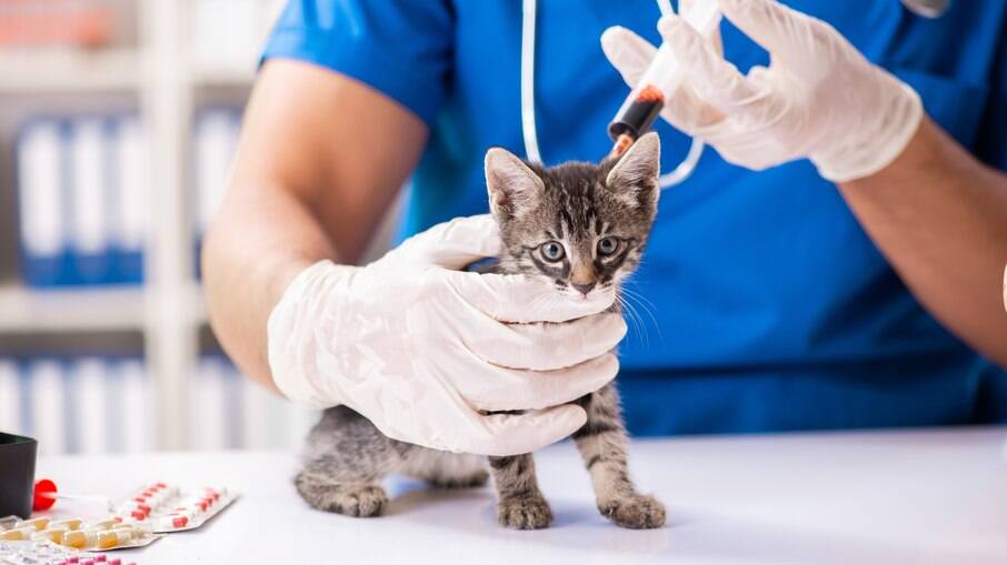 O exame de sangue é um dos exames preventivos que podem ser feitos pelos veterinários 