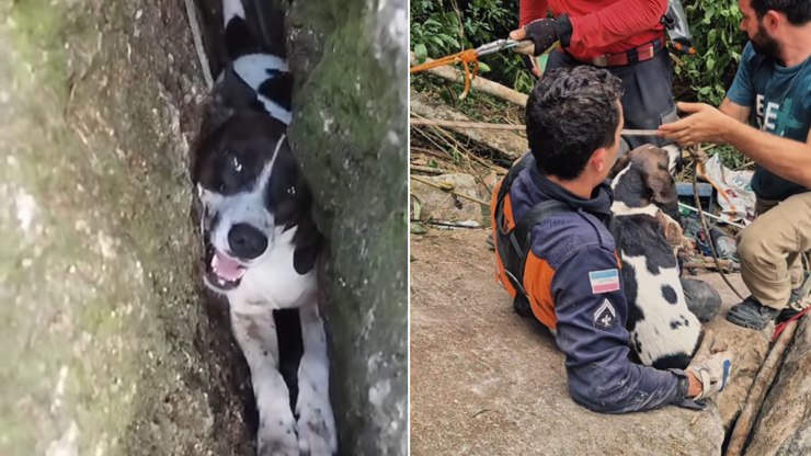 Cadela é resgatada após quase três dias presa em rocha