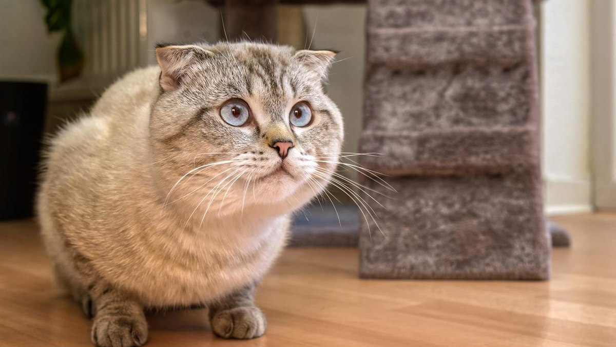 O Scottish Fold pode ser visto em diferentes cores e tamanhos de pelagem