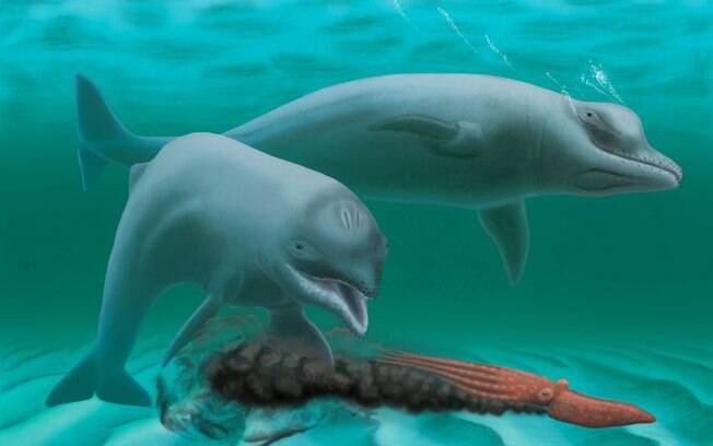 Sem dentes e de menor estatura, o golfinho deve ter vivido há cerca de 30 milhões de anos