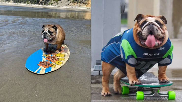 Bulldog vira fenômeno após fazer manobras no skate