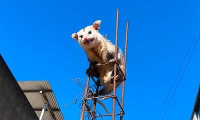 Gambá sobe em vergalhão para fugir de cães