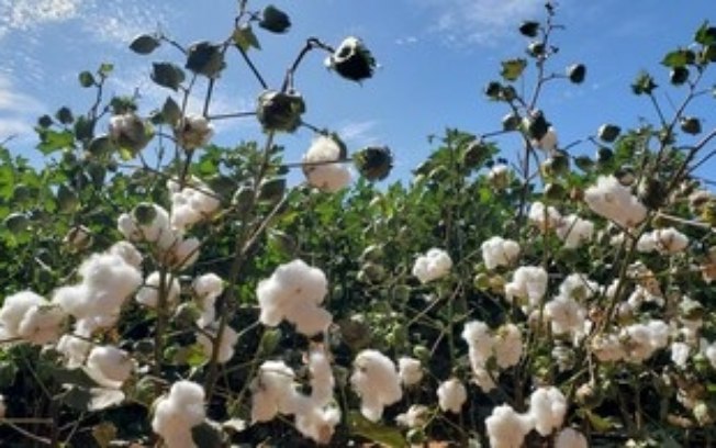 Bayer reforça compromisso com agricultores familiares e transfere tecnologia para fortalecer produção de algodão no norte de MG Bayer reforça compromisso com agricultores familiares e transfere tecnologia para fortalecer produção de algodão no norte de MG