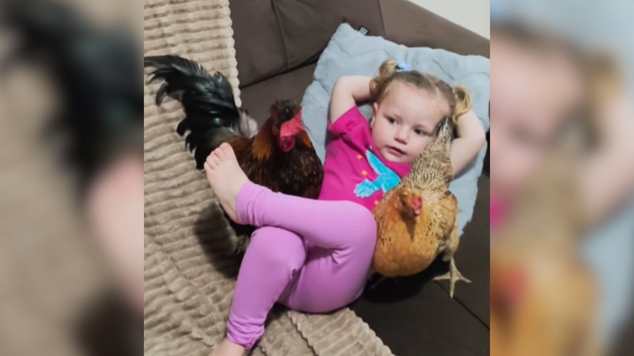 Menina de 2 anos curte ar condicionado no sofá com galinha e galo Menina de 2 anos curte ar condicionado no sofá com galinha e galo