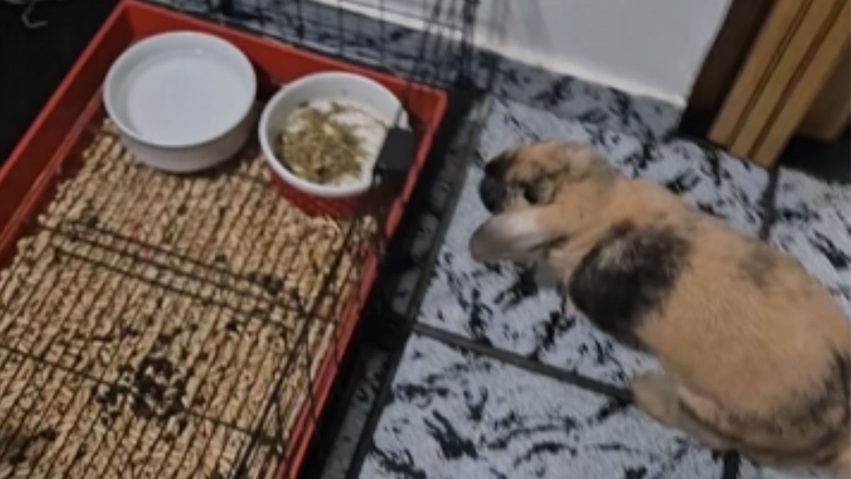 Coelho reconhece hora de dormir e entra sozinho na gaiola