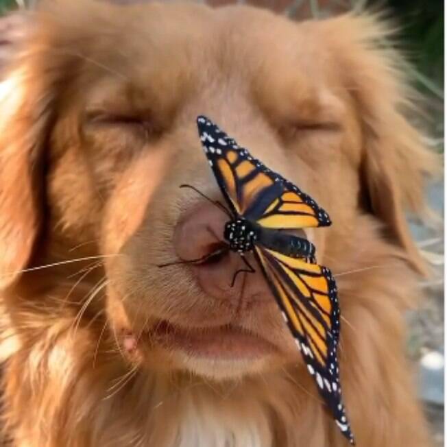 Milo adora borboletas e acompanhou o crescimento das pequenas em casa