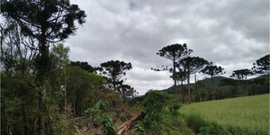 Amazônia perdeu 5 milhões de hectares de floresta ao longo de 5 anos
