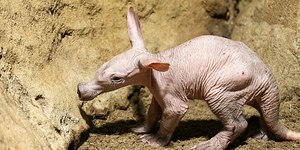 Animal exótico raro surpreende visitantes do Zoológico em Berlim