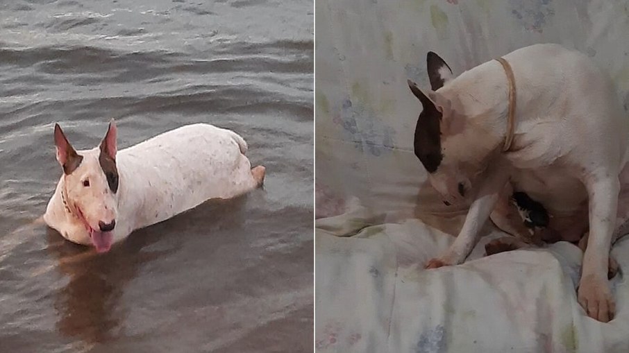 Cachorra Bull Terrier adota pintinho encontrado na rua e vira Cachorra Bull Terrier adota pintinho encontrado na rua e vira