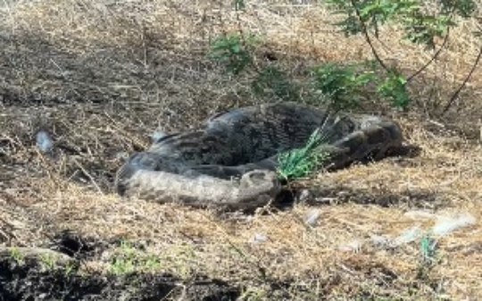 VÍDEO: píton é flagrada engolindo pavão em cena rara