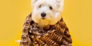 Como cuidar da alimentação do pet durante o inverno