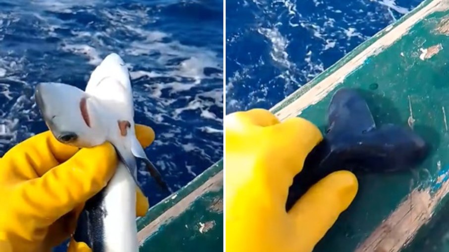 Raro tubarão de duas cabeças é encontrado por pescador; assista Raro tubarão de duas cabeças é encontrado por pescador; assista