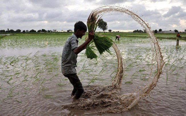 Estoques de arroz podem estar em risco devido ao El Niño
