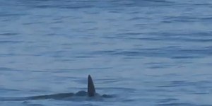 Tubarão na Barra da Tijuca causa espanto em banhistas; veja